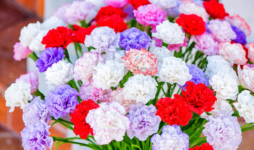 Pink Carnations