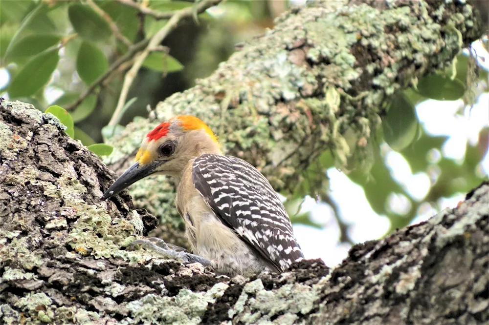 Dolbos Woodpecker