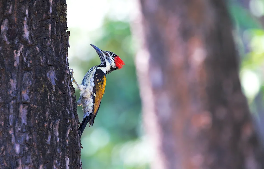 Woodpecker on a tree