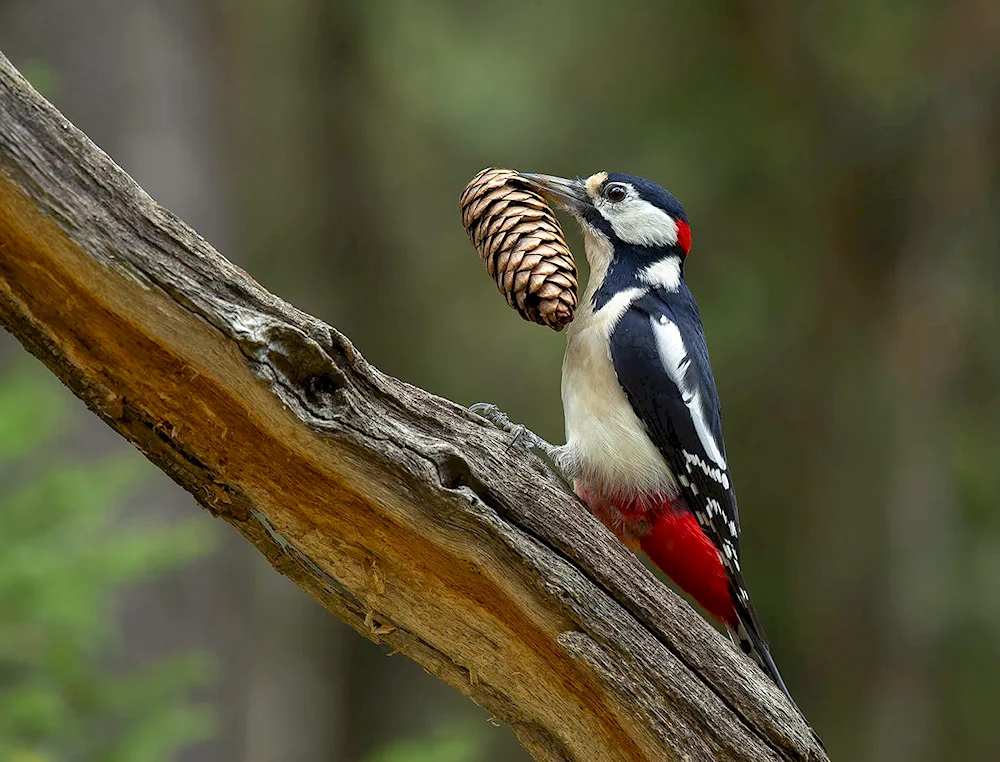 Mottled Woodpecker