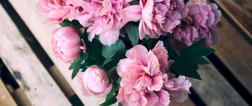 Pink peonies