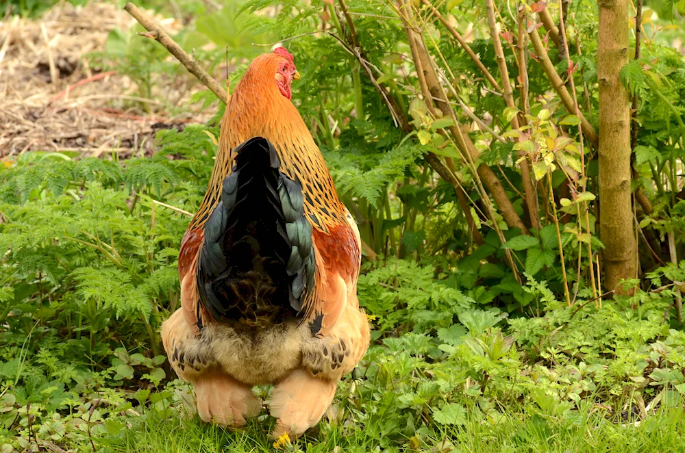 Wild Bankiwa hen