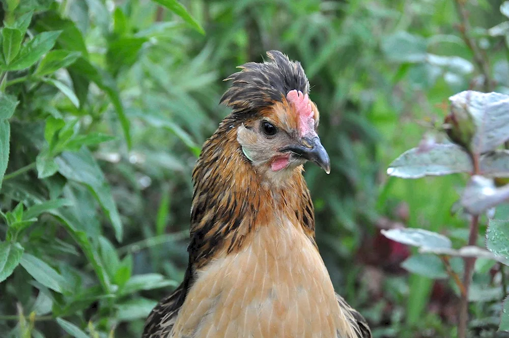 Pestling hen