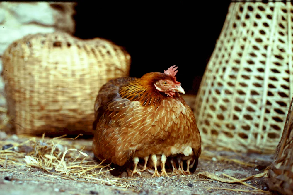 Forest hen