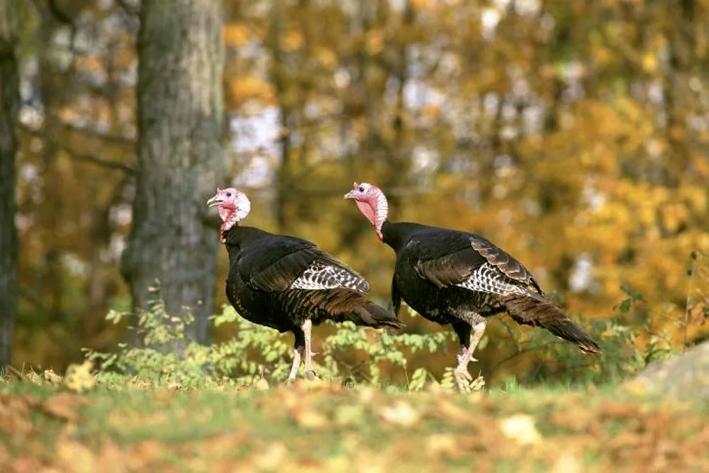 Bronze wide-breasted turkey