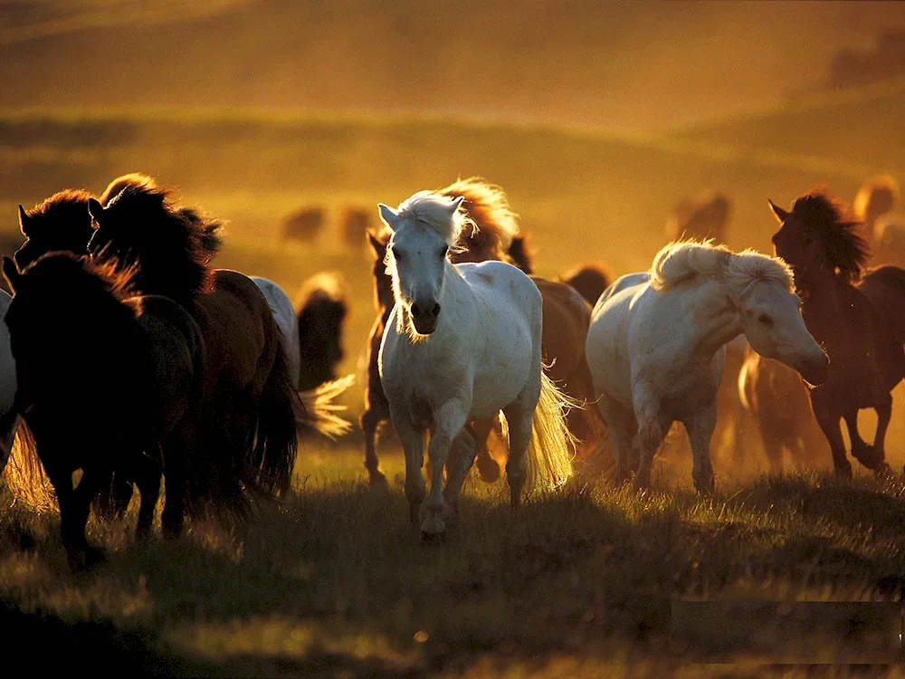 Wild horse Mustang prairie