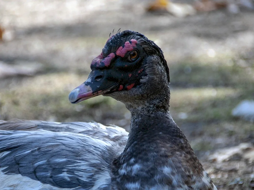 Wild musk duck