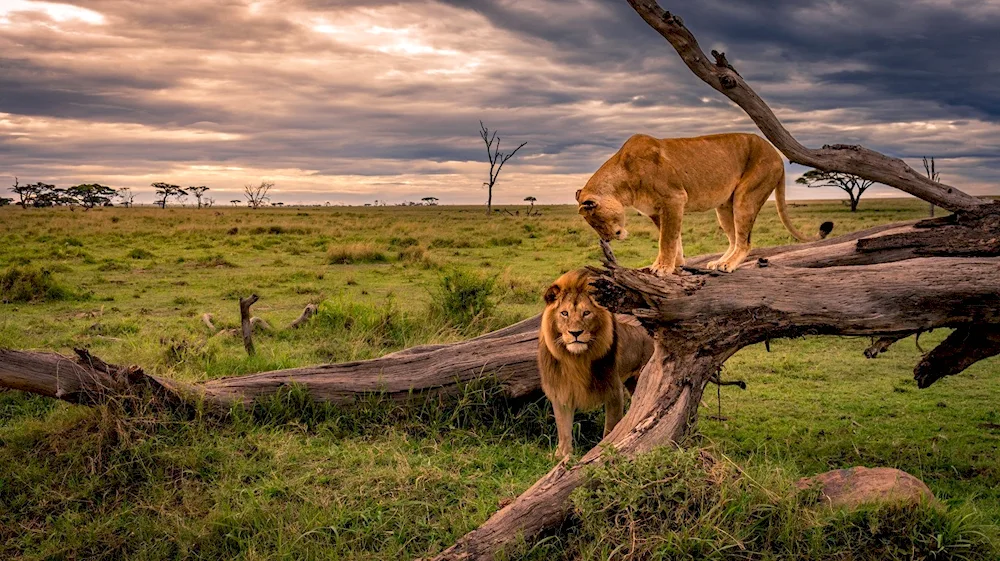 Africa's wildlife Savannah