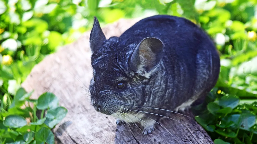 Wild chinchilla