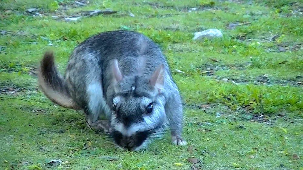 Wild chinchilla