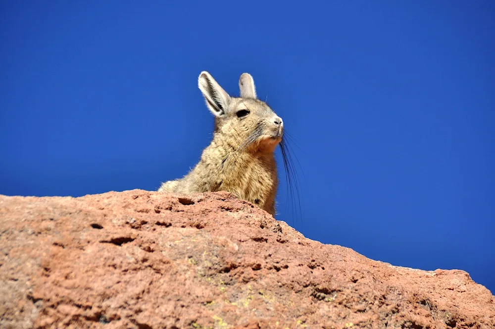 Wild chinchilla