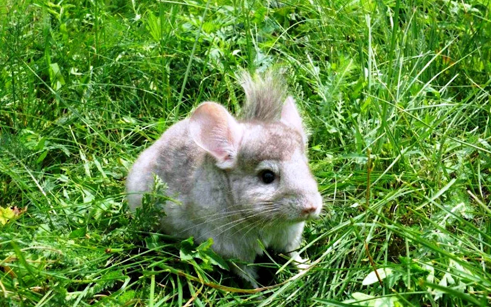 Wild chinchilla