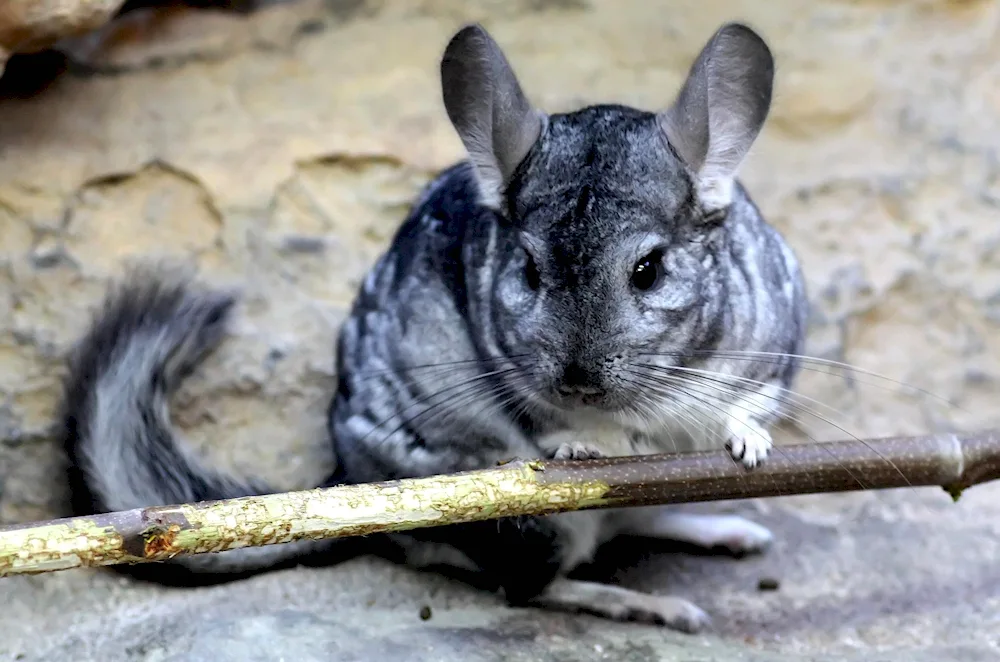 Vizcacha chinchilla