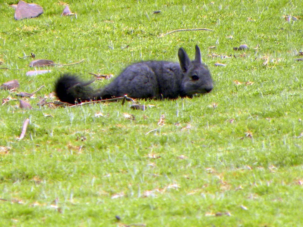 Wild chinchilla