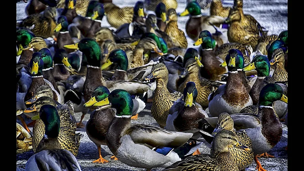 Wild mallard duck