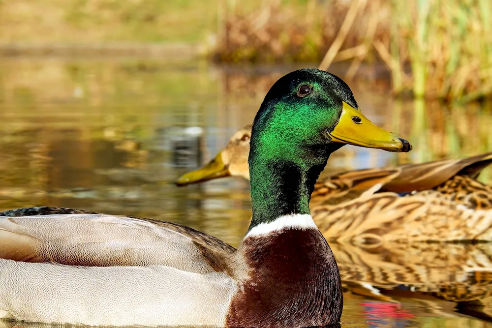 Wild mallard duck
