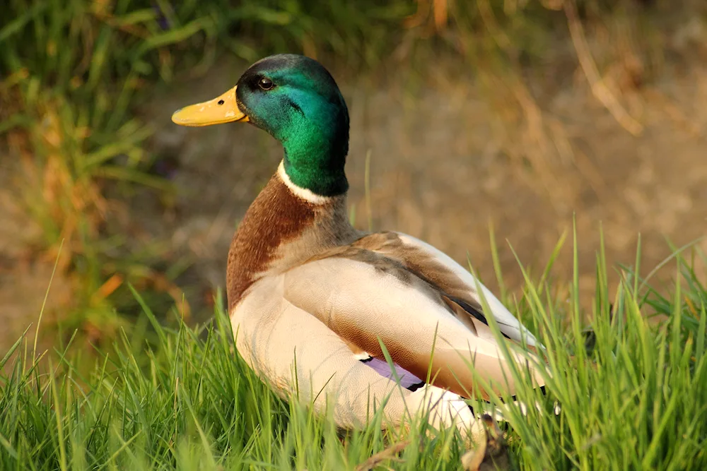 Mallard duck common duck