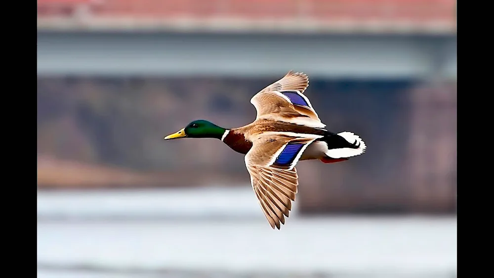 Mandarin bird