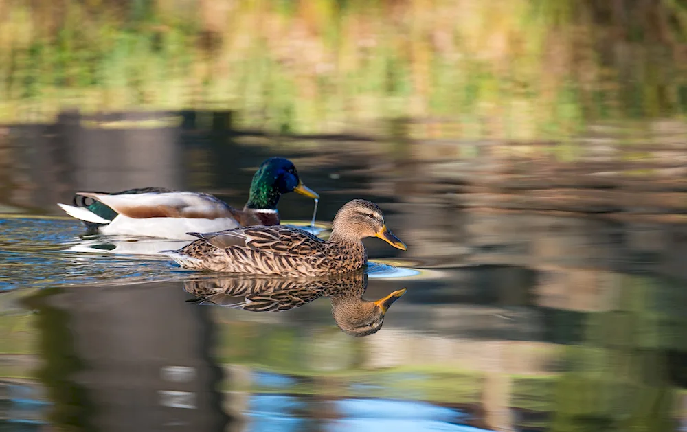 Mallard duck bird