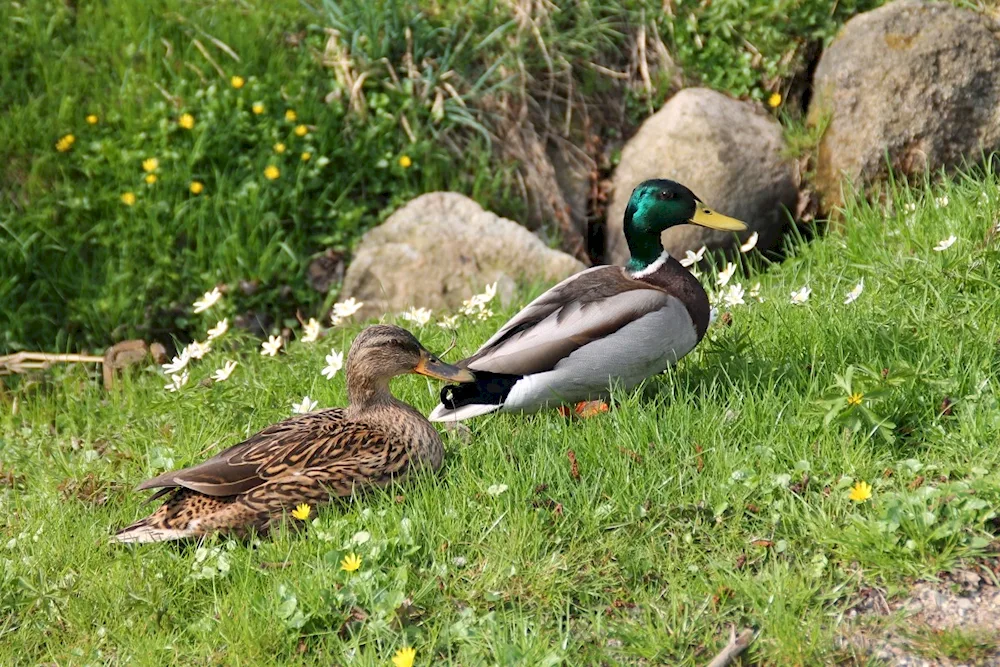 Duck flapping wings