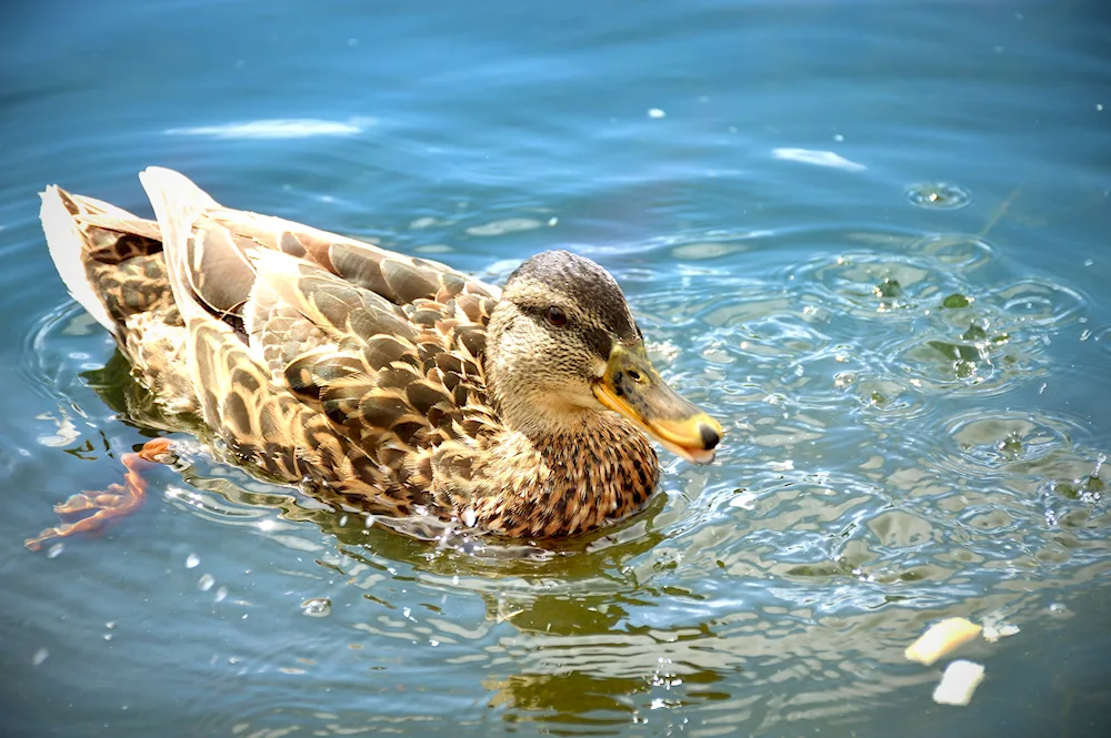 Ducklings Mandarin duck
