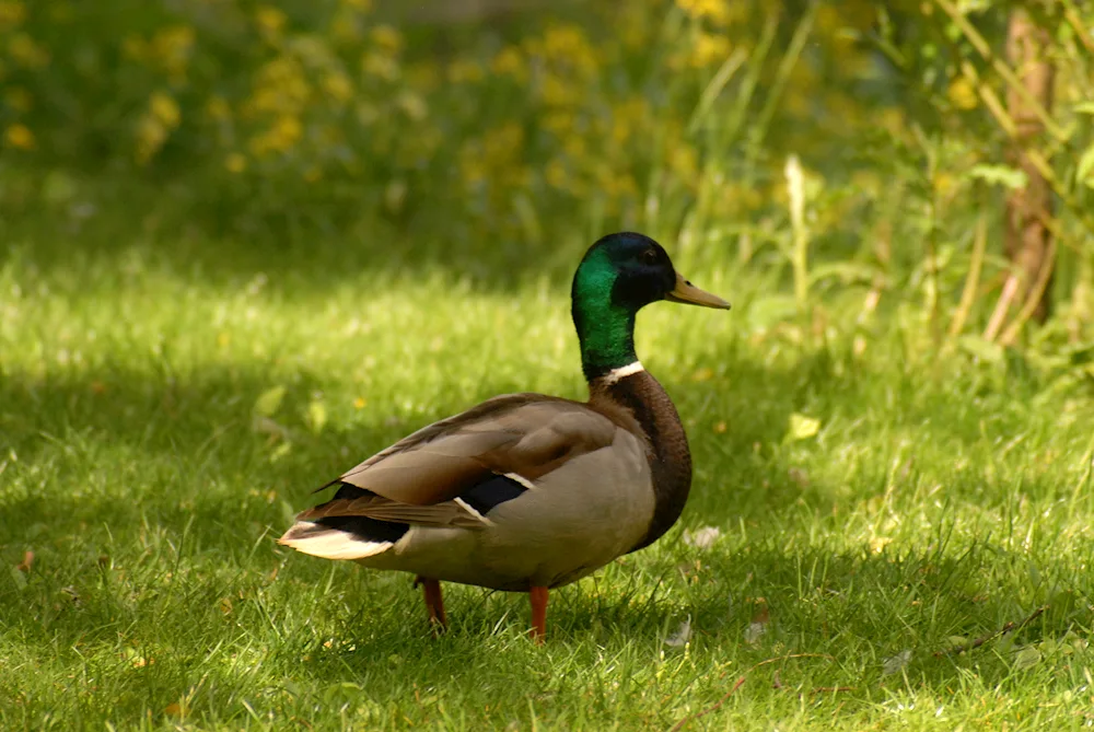 Wild mallard duck