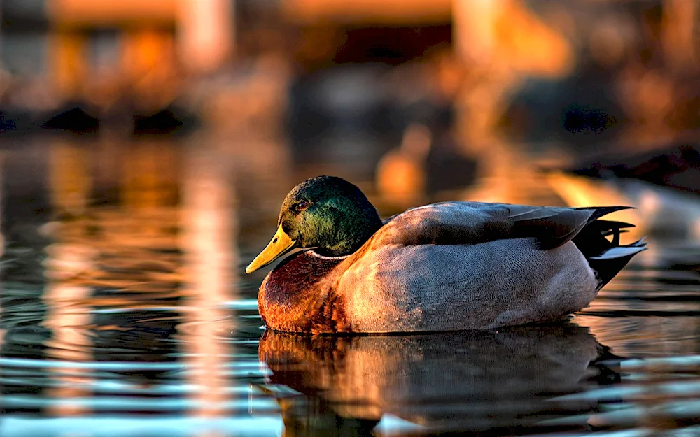 Wild mallard duck