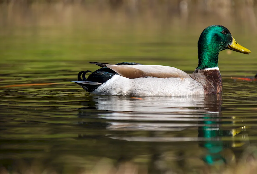 Wild mallard duck
