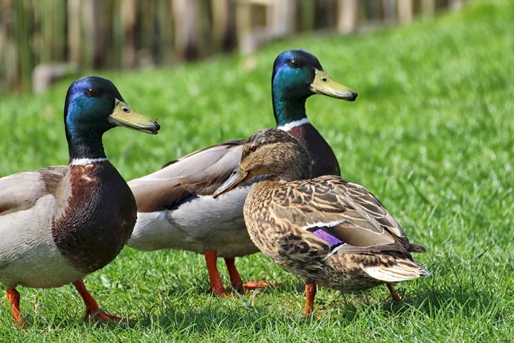 Wild duck mallard duck