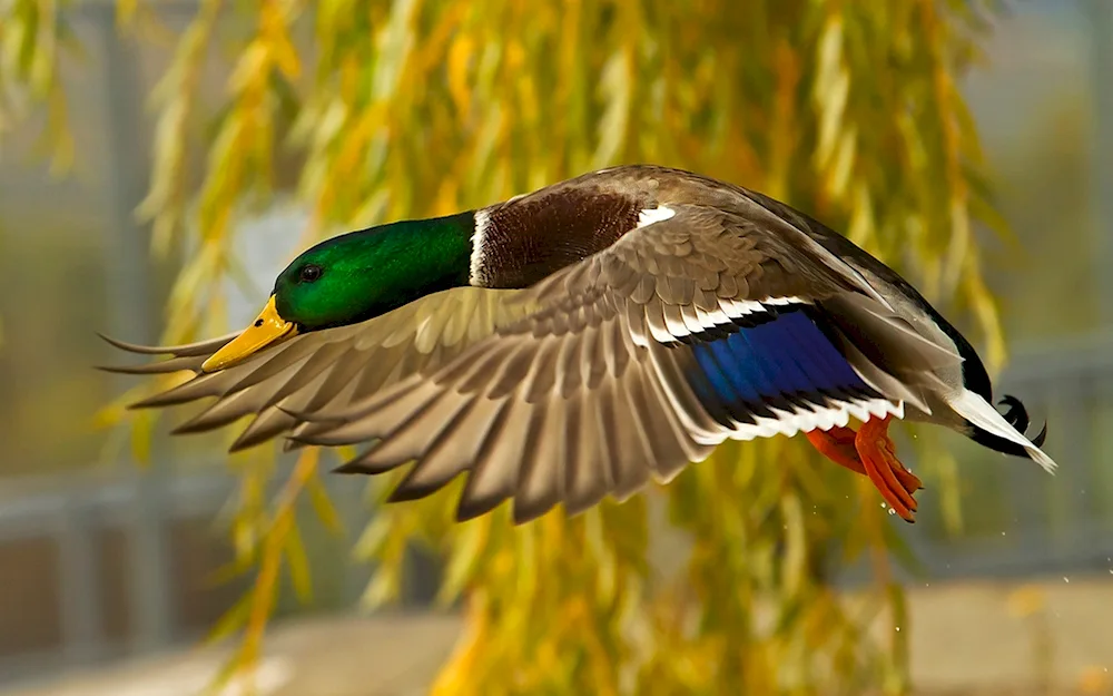 Wild mallard duck