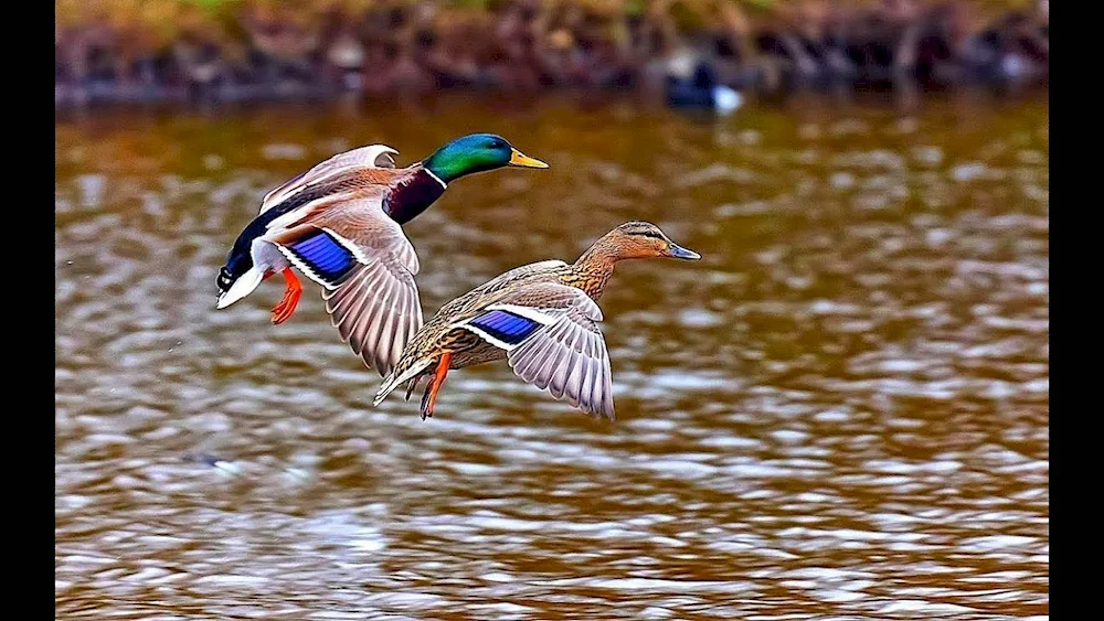 Wild mallard duck