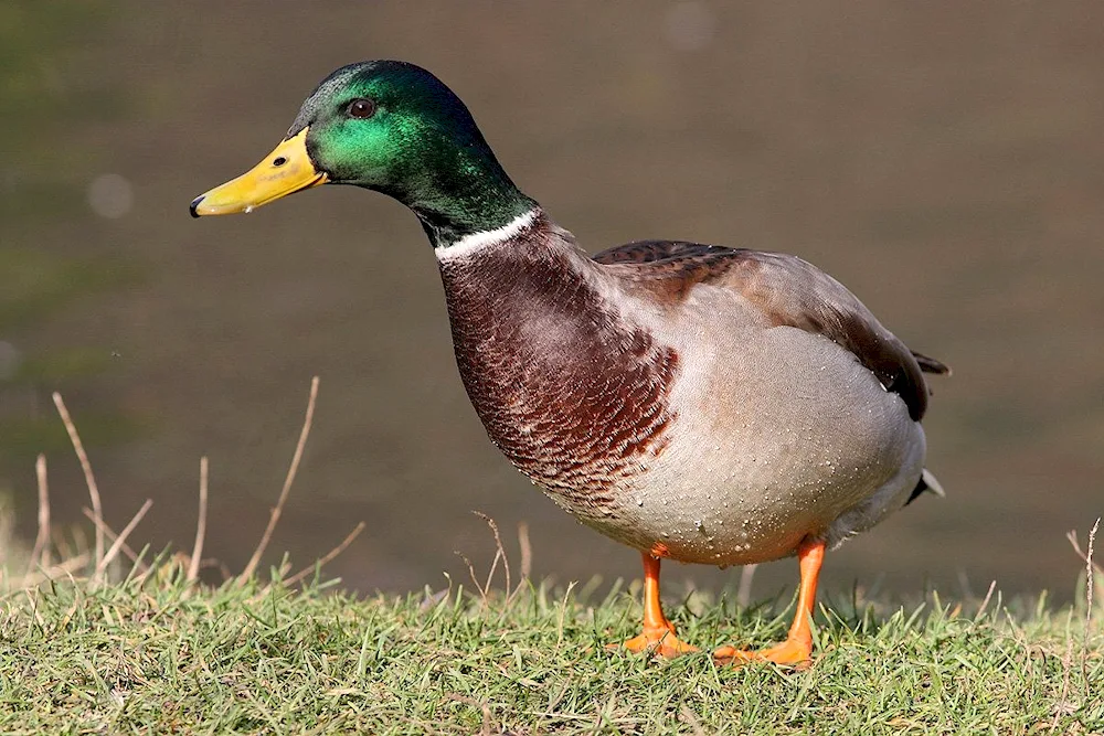 Wild mallard duck