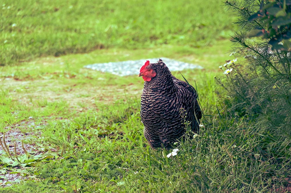 Wild Bankiwa hens