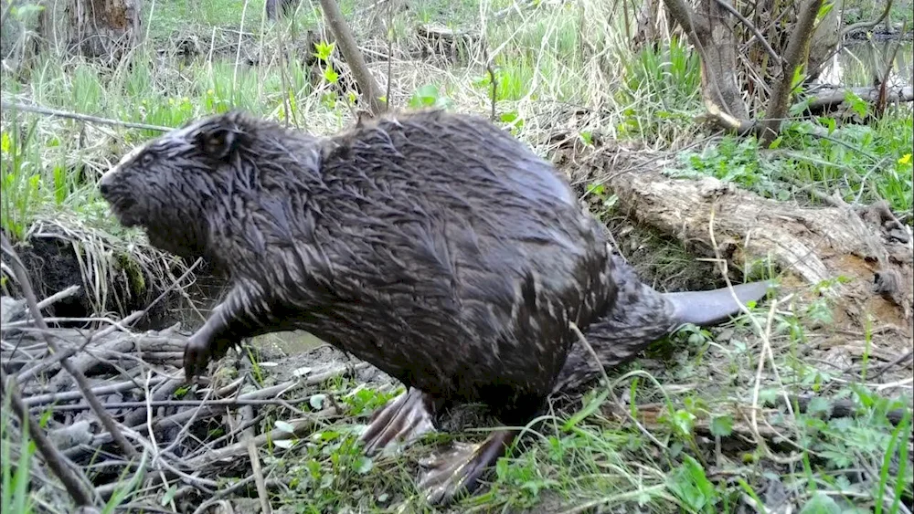 Beavers calans otters