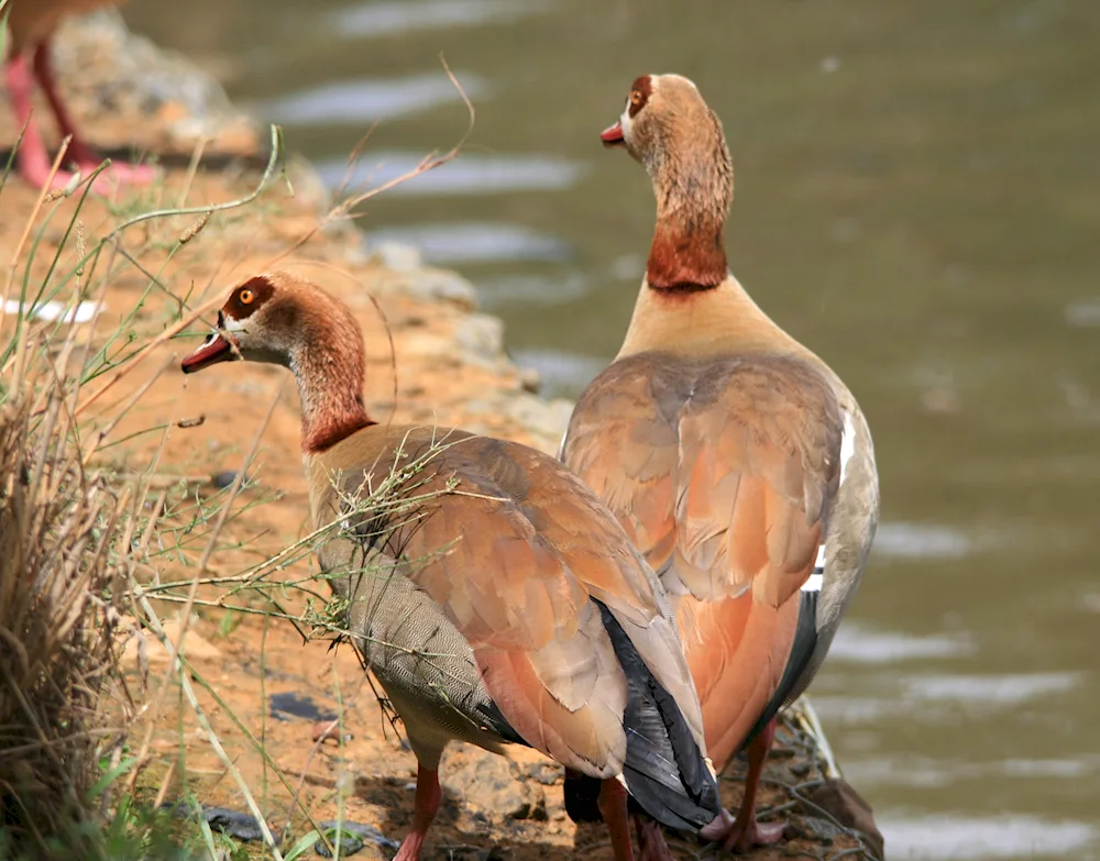 Wild goose geese