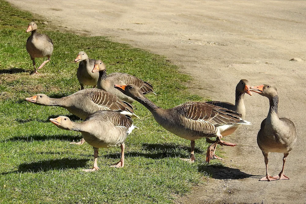 Wild goose and migratory geese.