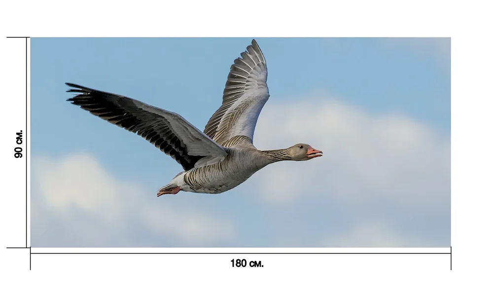 Western Tundra Bean Goose