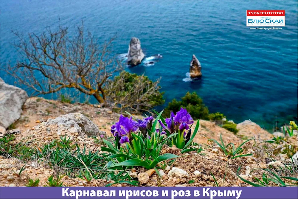 Wild irises in the mountains of Crimea