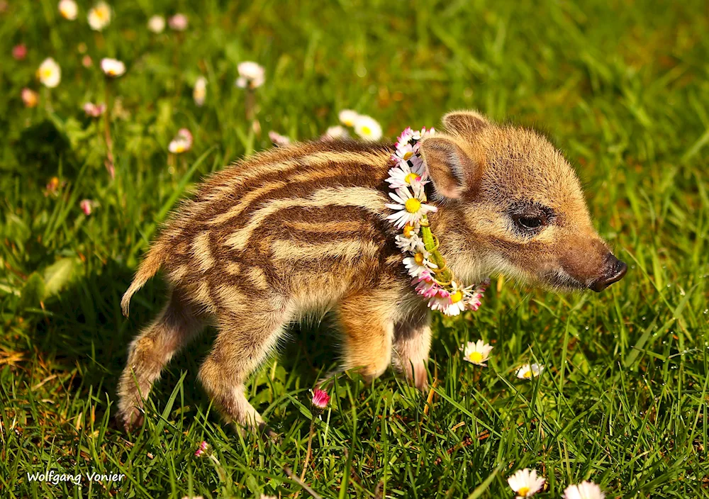 Wild boar with boar cubs
