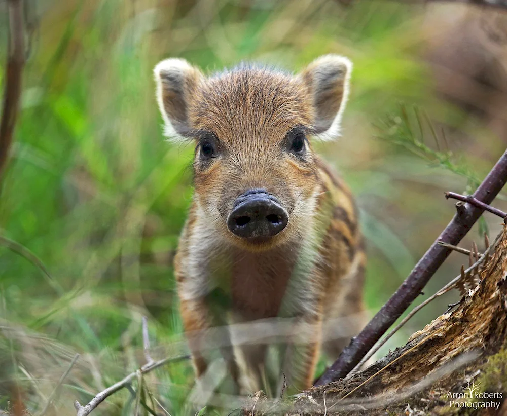 Wild boar cubs