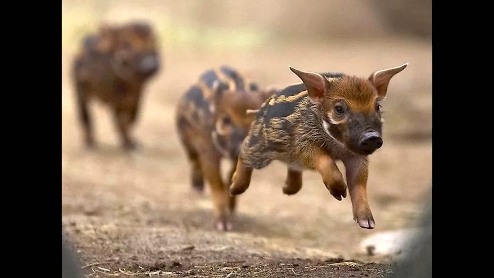 Wild boar cubs