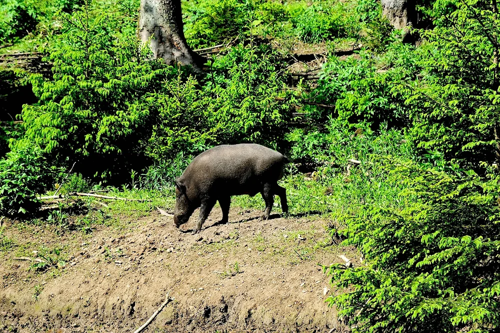 Wild boar