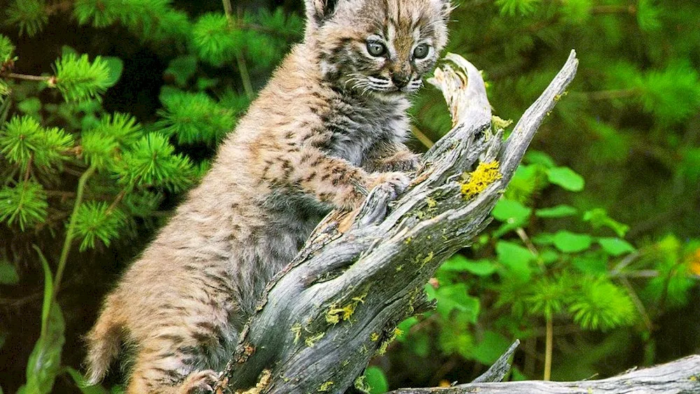 Lynx in Samara region