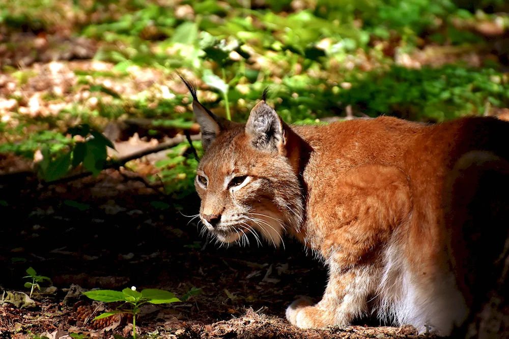 Wild cats