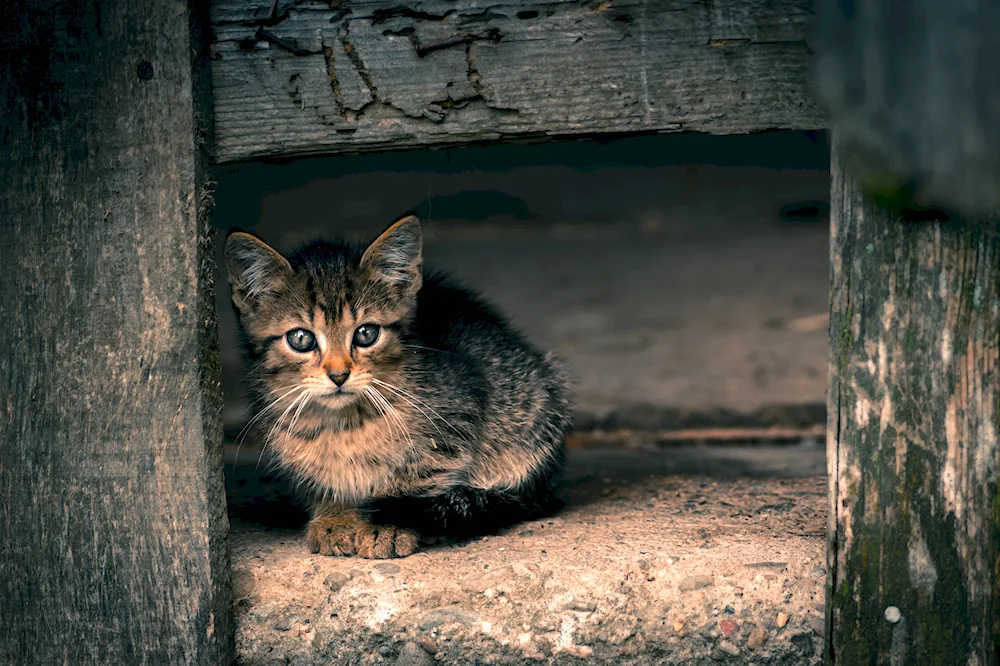 Wild kittens