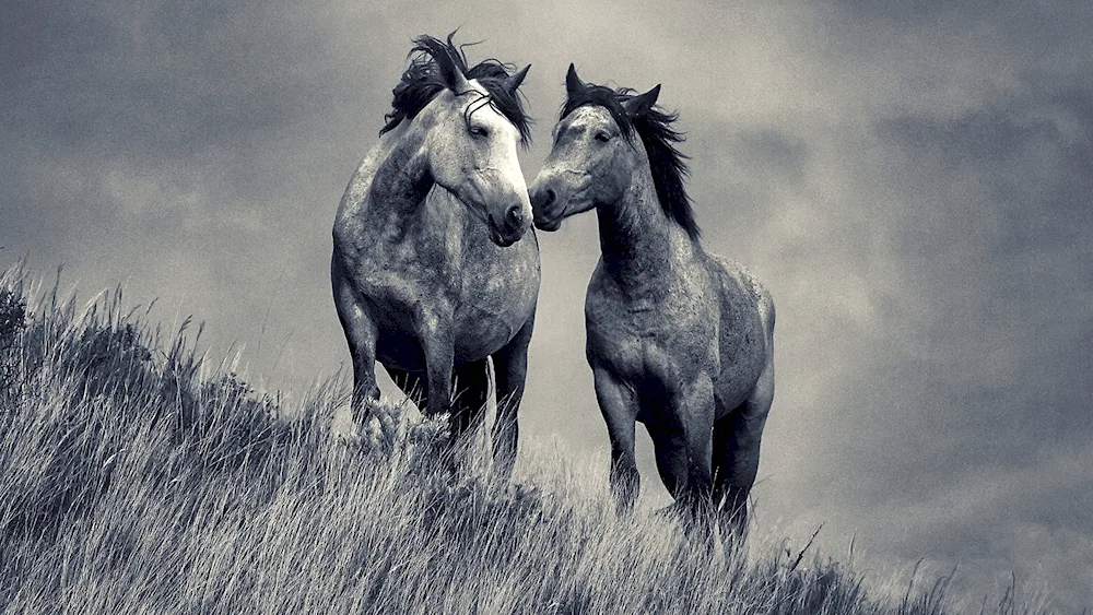 Wild horses