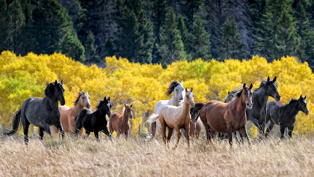 Wild horses of Andalusia