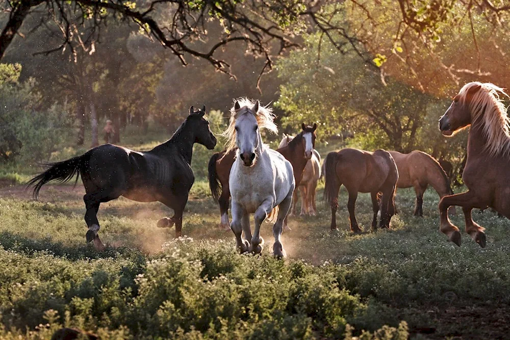 Wild horses Mustangs in the wild