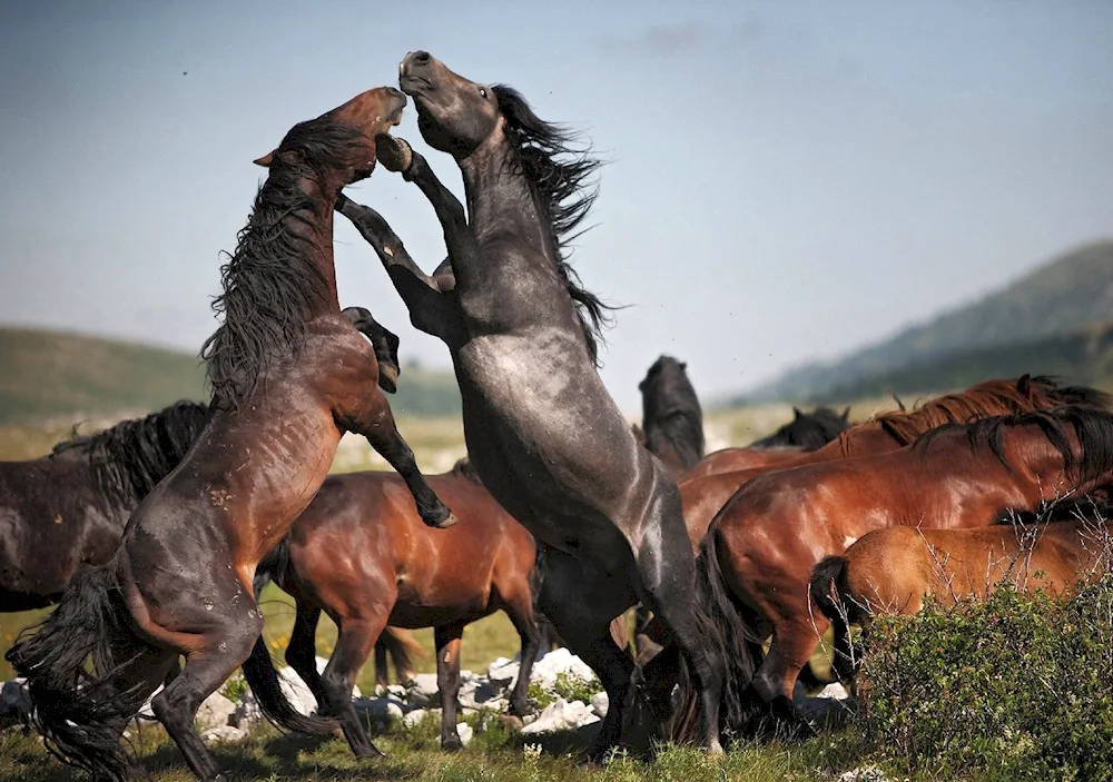 Wild horses Mustangs in the wild