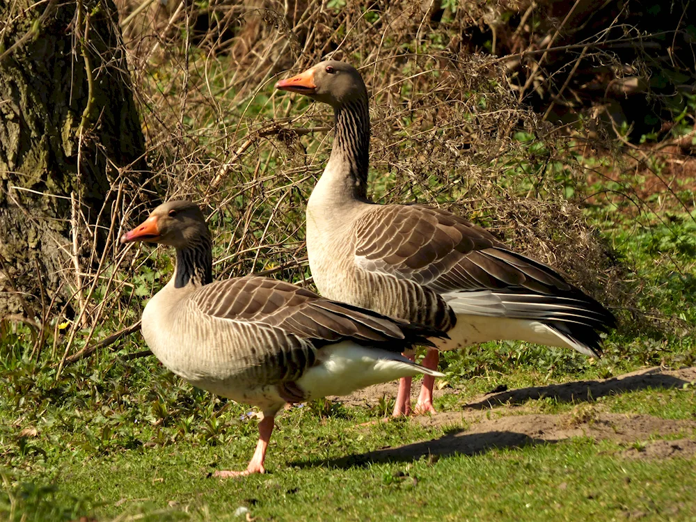 Wild migratory goose Anser Anser